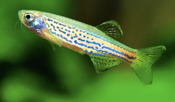 Branchydanio Frankei