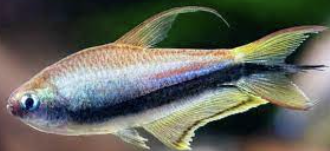 Nematobrycon Palmeri