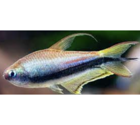 Nematobrycon Palmeri