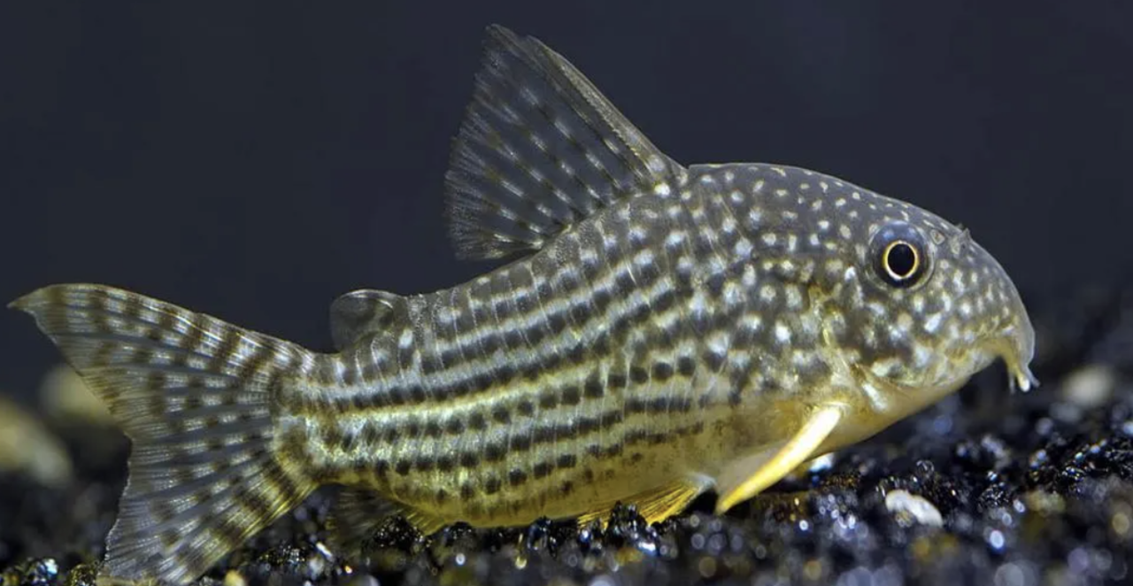 Corydoras Sterbai Corydoras Sterbai