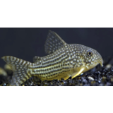 Corydoras Sterbai