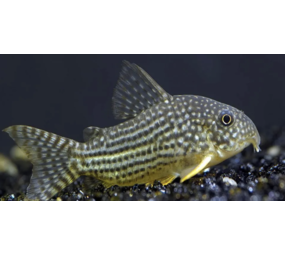 Corydoras Sterbai
