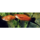 Xiphophorus Helleri Wagtail