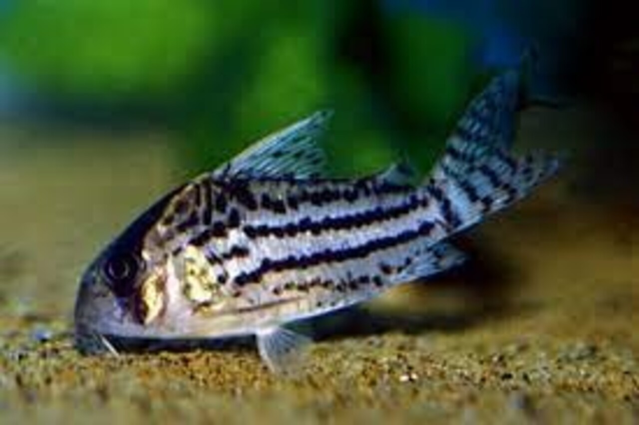 Corydoras  Schwartzi