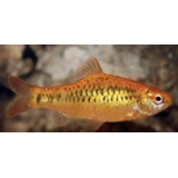 Puntius Shuberti Puntius Shuberti