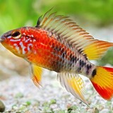 Apistogramma Mac Masteri