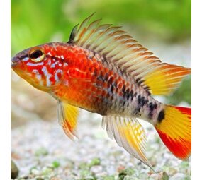 Apistogramma Mac Masteri Apistogramma Mac Masteri