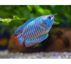 Colisa Lalia Neon Colisa Lalia Neon