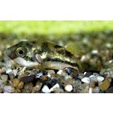 Tetraodon Travancorius Tetraodon Travancorius