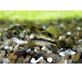 Tetraodon Travancorius Tetraodon Travancorius