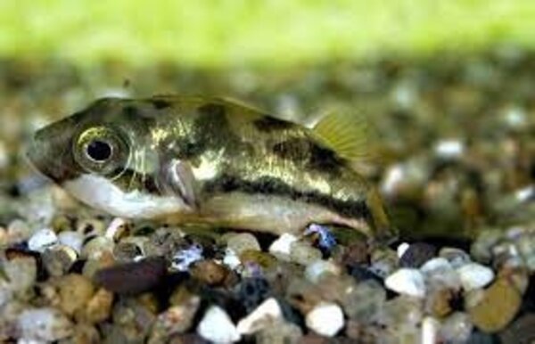 Tetraodon Travancorius Tetraodon Travancorius