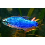 Inpaichthys Kerri Blue Inpaichthys Kerri Blue
