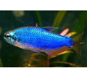 Inpaichthys Kerri Blue