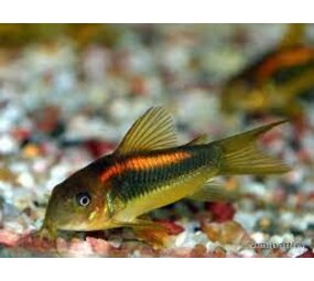 Corydoras Peru Goldstripe