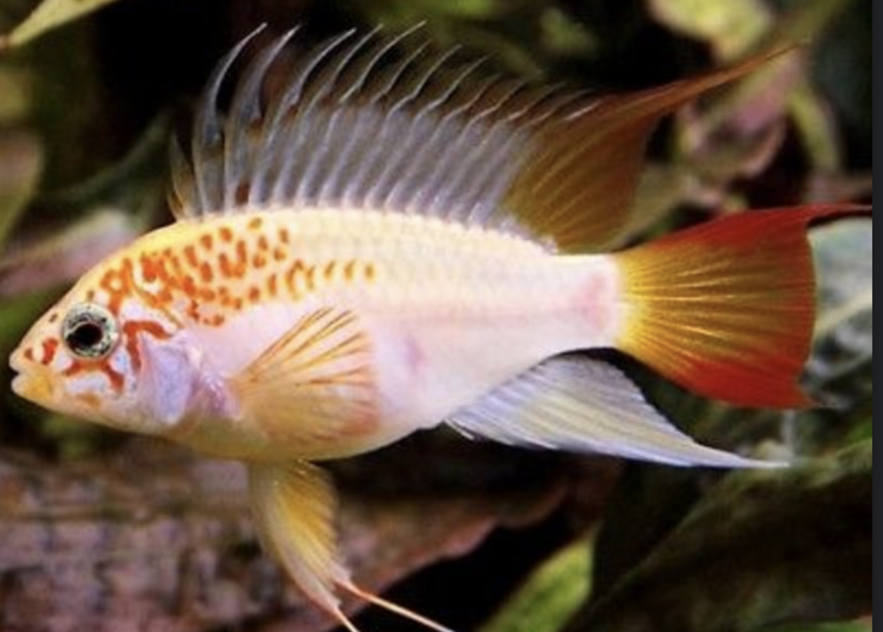 Apistogramma Viejeta Red Gold