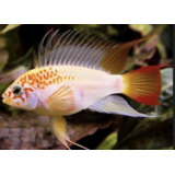 Apistogramma Viejeta Red Gold
