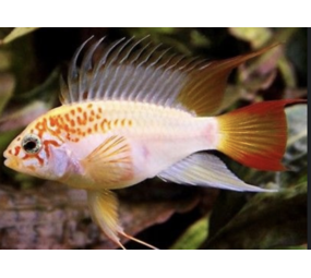 Apistogramma Viejeta Red Gold