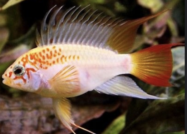 Apistogramma Viejeta Red Gold