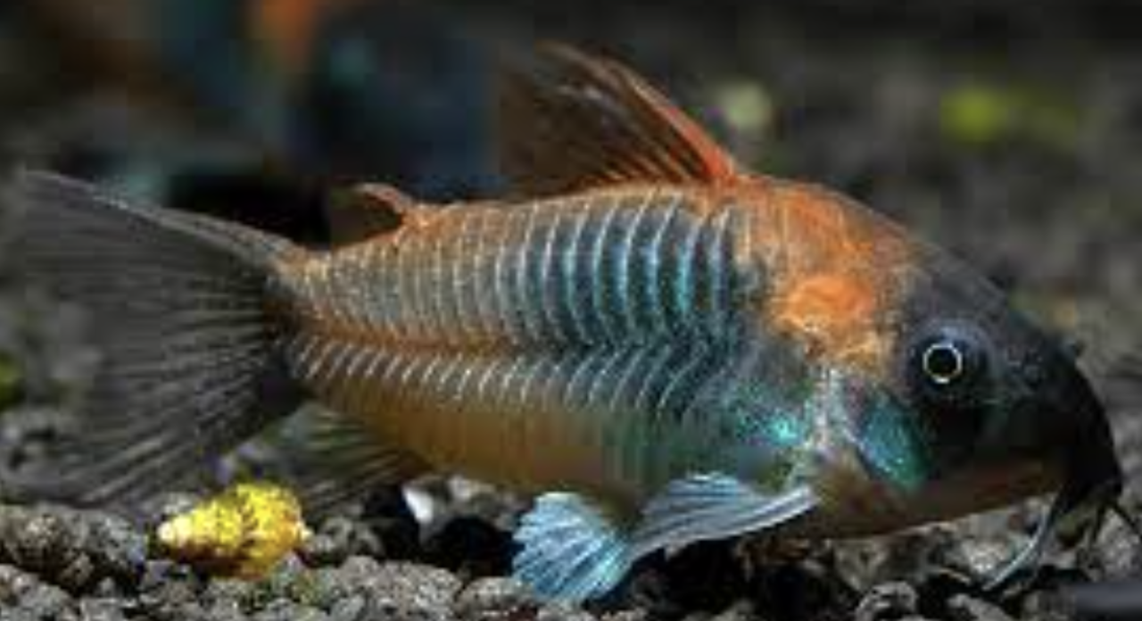 Corydoras Venezuela Orange Corydoras Venezuela Orange