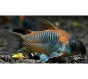 Corydoras Venezuela Orange Corydoras Venezuela Orange