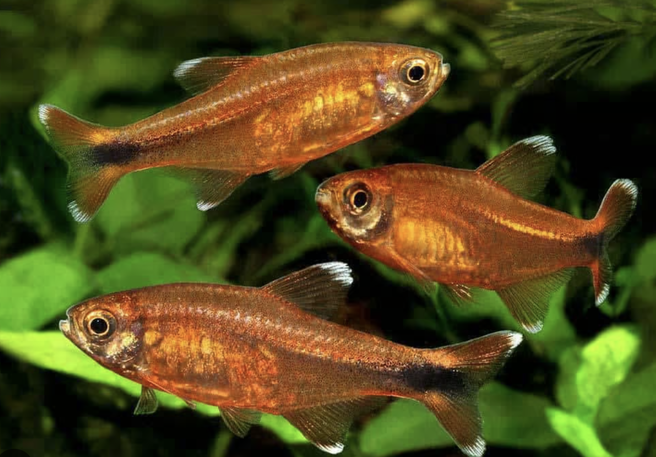 Hasemania Marginata Hasemania Marginata