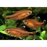Hasemania Marginata Hasemania Marginata