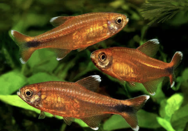 Hasemania Marginata Hasemania Marginata