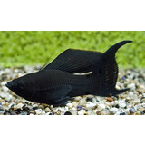 Black Molly Sluier Black Molly Sluier