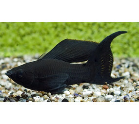 Black Molly Sluier Black Molly Sluier