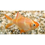 Capoeta Tetrazona Albino