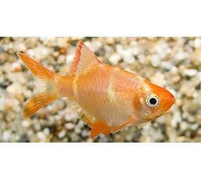 Capoeta Tetrazona Albino