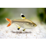 Pristella Maxilaris Pristella Maxilaris