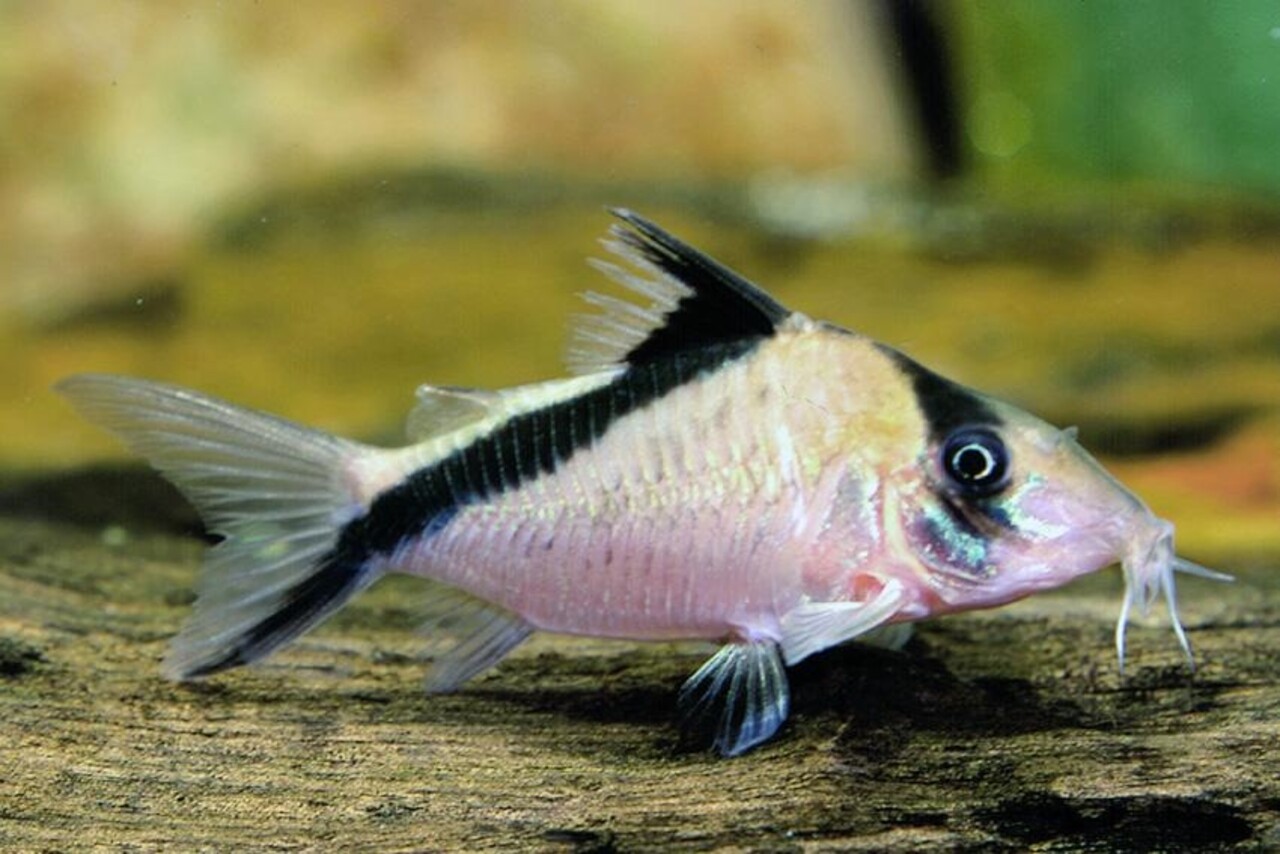 Corydoras Melini