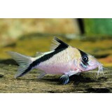 Corydoras Melini