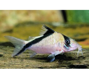 Corydoras Melini Corydoras Melini
