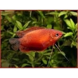 Colisa Labiosa Orange Colisa Labiosa Orange