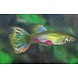 Poecilia Reticulatus Blond Parrot Poecilia Reticulatus Blond Parrot