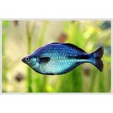 Melanotaenia lacustris Melanotaenia lacustris