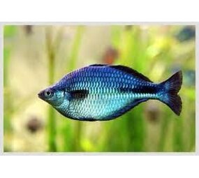 Melanotaenia lacustris Melanotaenia lacustris