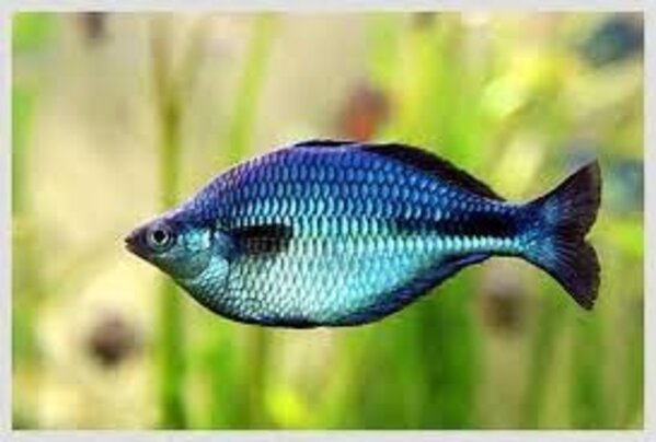 Melanotaenia lacustris Melanotaenia lacustris