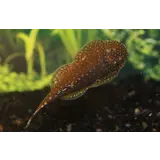 Gastromyzon Borneo Gastromyzon Borneo