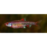Notropis Chrosomus Notropis Chrosomus