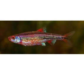 Notropis Chrosomus Notropis Chrosomus