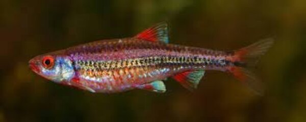 Notropis Chrosomus
