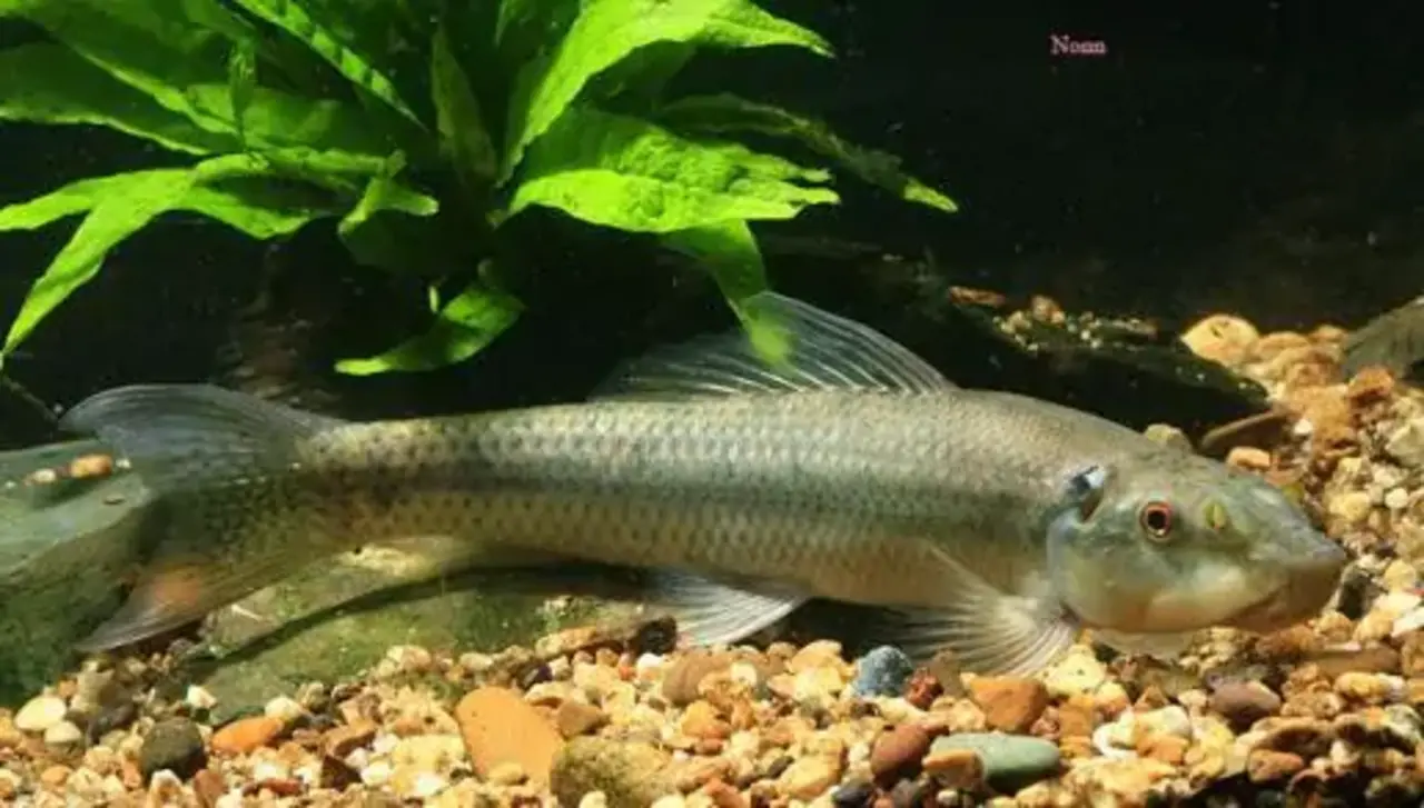 Gyrinocheilos Aymonieri Gyrinocheilos Aymonieri