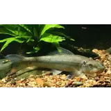 Gyrinocheilos Aymonieri Gyrinocheilos Aymonieri