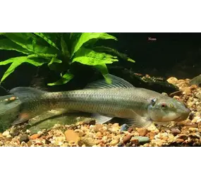 Gyrinocheilos Aymonieri Gyrinocheilos Aymonieri