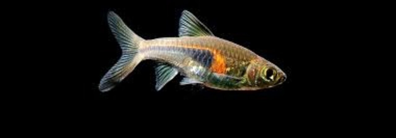 Rasbora Hengeli Rasbora Hengeli