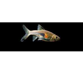 Rasbora Hengeli Rasbora Hengeli