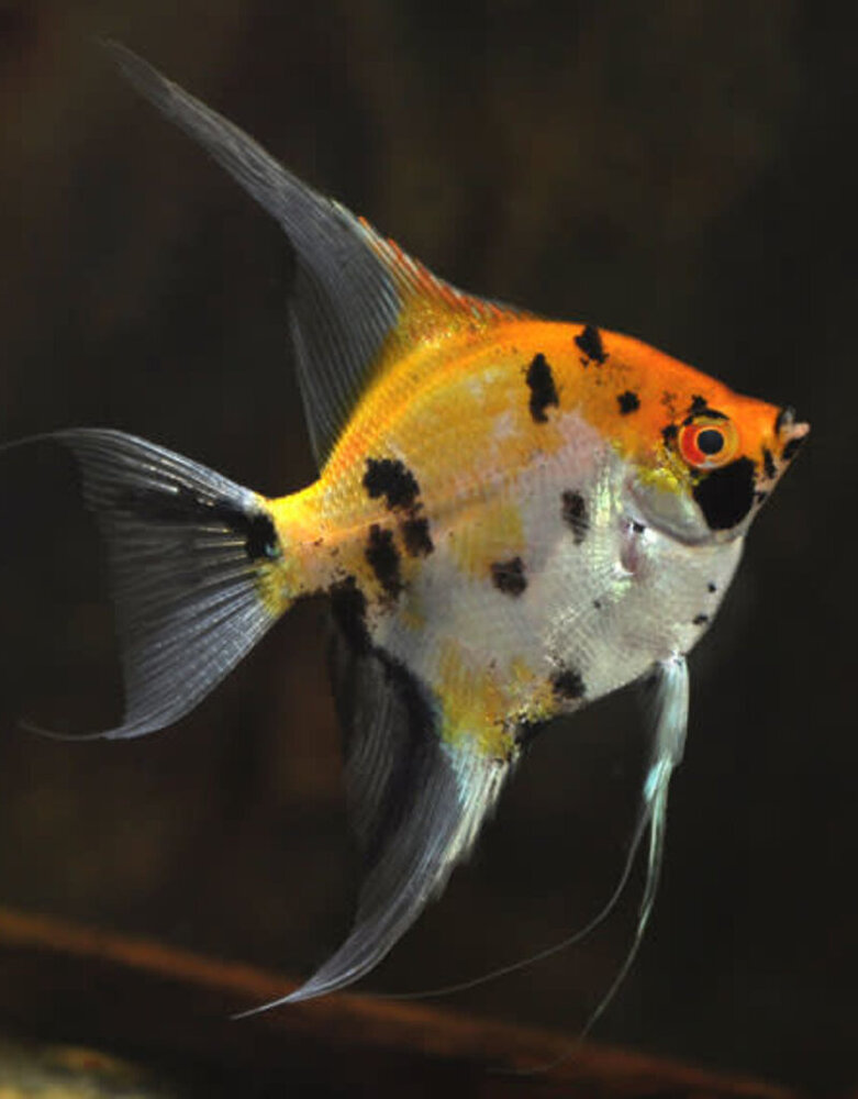 Pterophyllum Scalare Koi Pterophyllum Scalare Koi